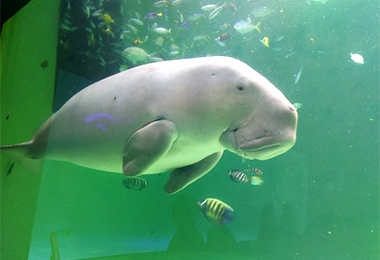 鳥羽水族館